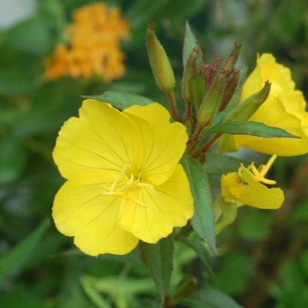 Oenothera f. Fireworks