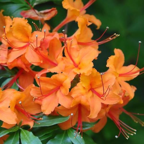 Azalea calendulaceum
