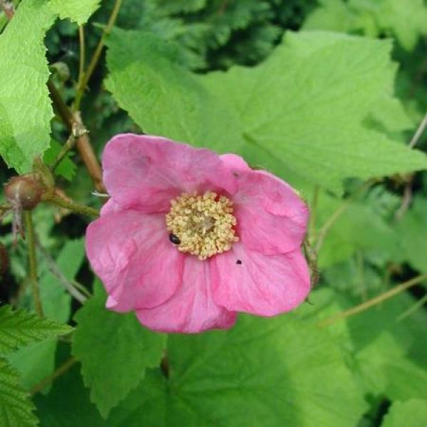 Rubus odoratus