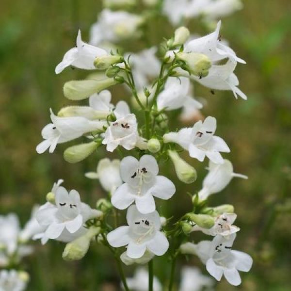 Penstemon digitalis