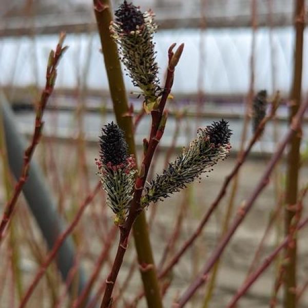 Salix gracilistyla 'Melanostachys'