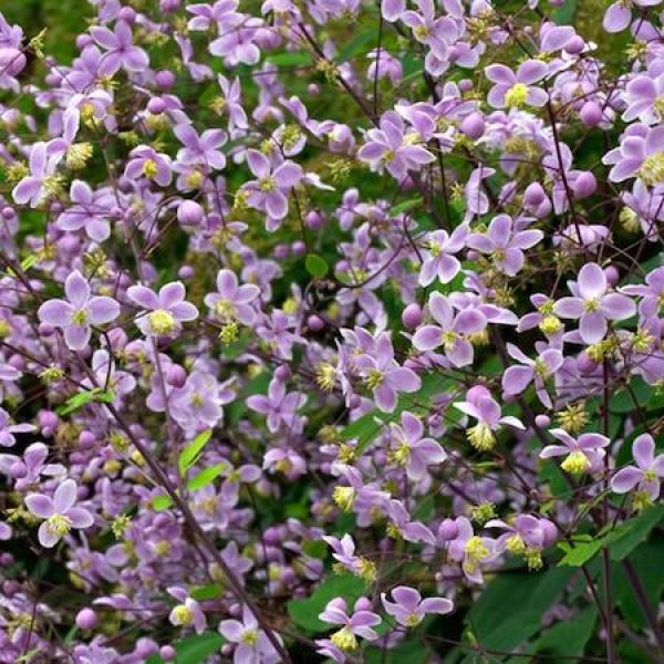 Thalictrum rochebrunianum