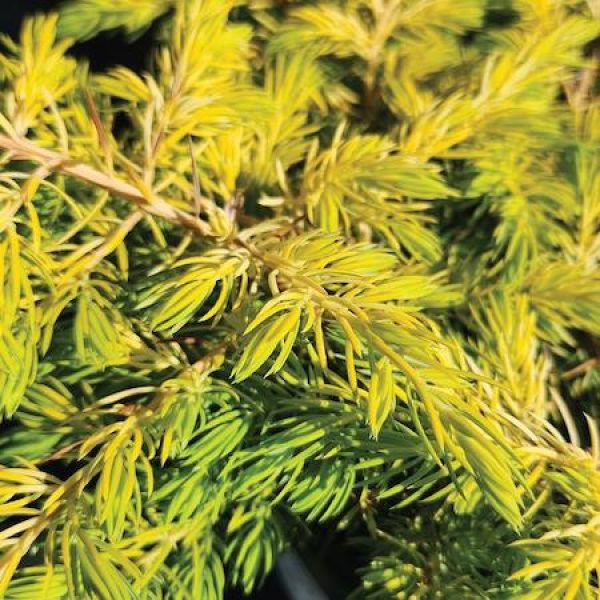 Juniperus conferta 'Golden Pacific'
