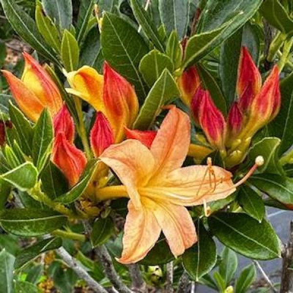 Rhododendron viscosum x bakeri 'Golden Showers'