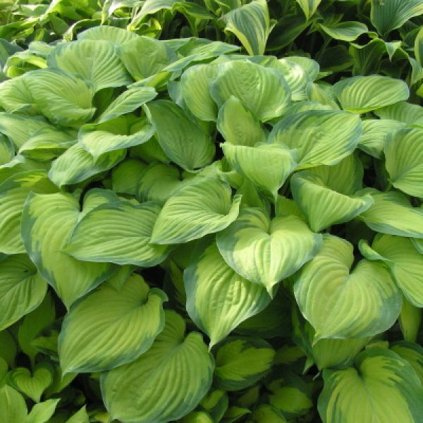Hosta x 'Guacamole'