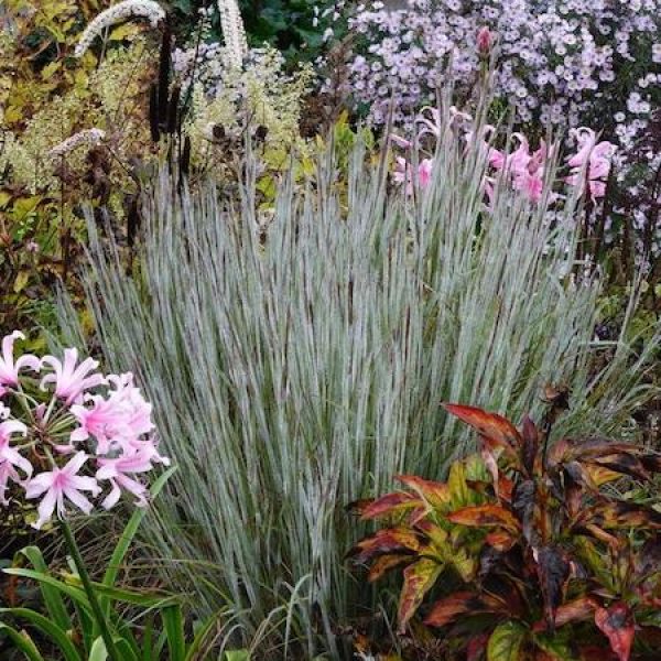 Schizachyrium scoparium 'Ha Ha Tonka'
