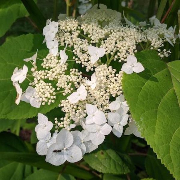 Hydrangea arborescens 'Haas' Halo'
