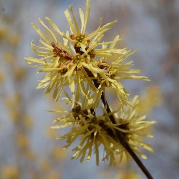 Hamamelis virginiana 'Harvest Moon'