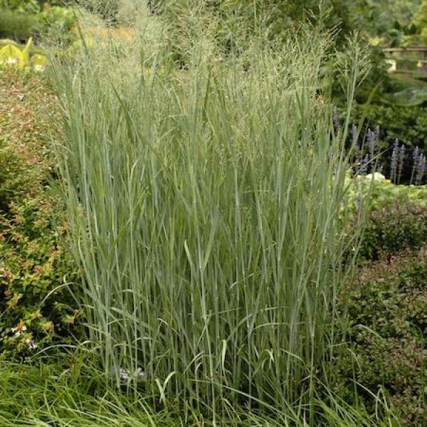 Panicum virgatum 'Heavy Metal'