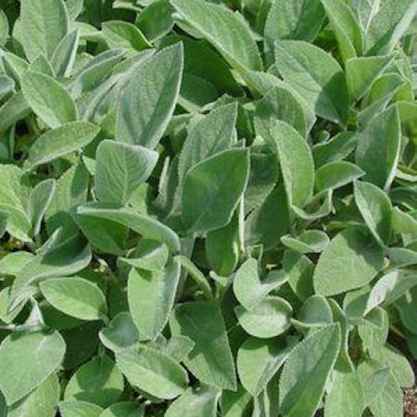 Stachys byzantina 'Helen Von Stein'