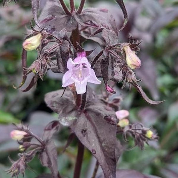 Penstemon digitalis 'Husker Red'