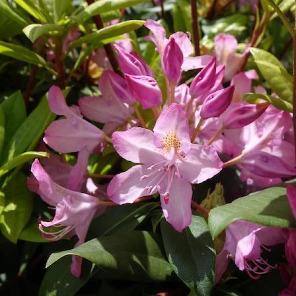 Rhododendron maximum 'Independence'