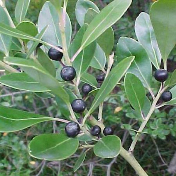 Ilex glabra 'Compacta'