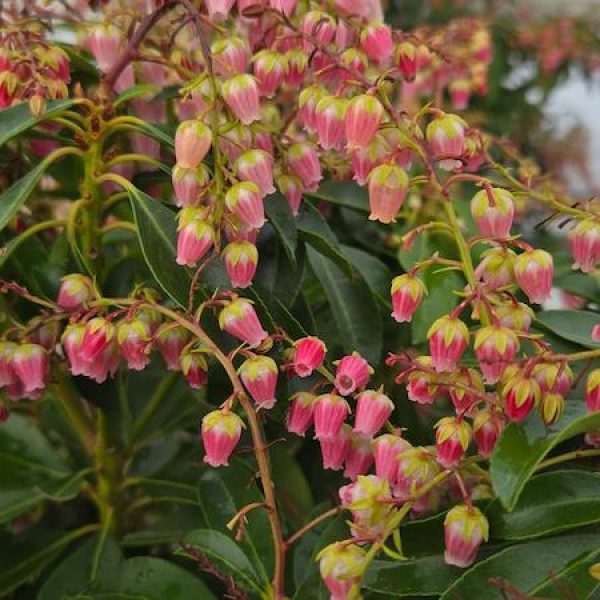 Pieris japonica 'Interstella'