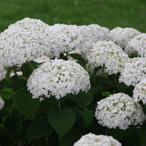 Hydrangea arborescens 'Invincibelle Wee White'