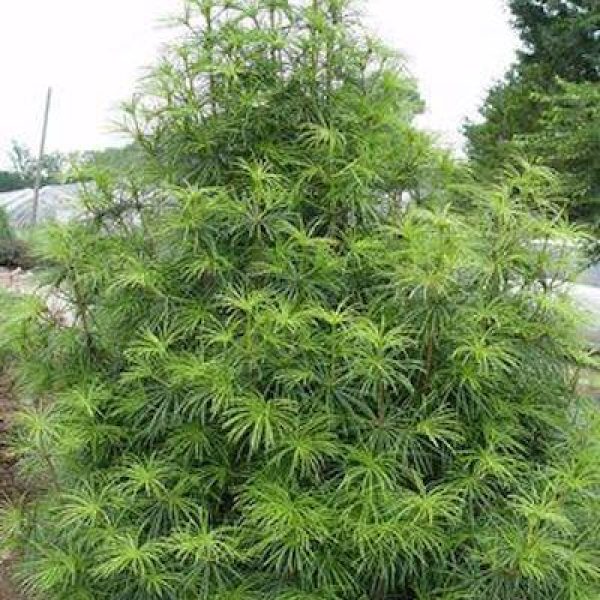 Sciadopitys verticillata