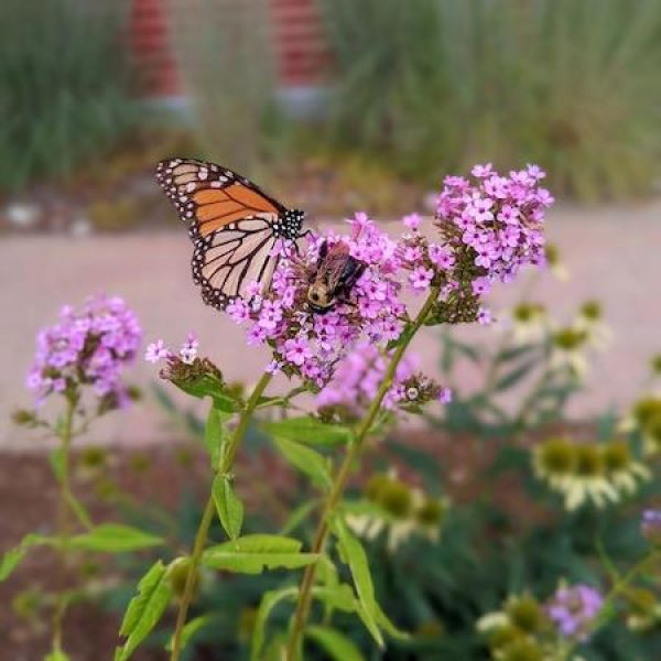 Phlox paniculata 'Jeana'