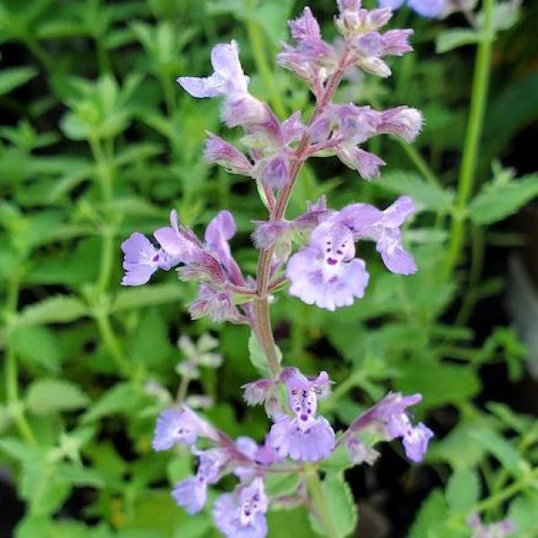 Nepeta x faassenii 'Junior Walker'