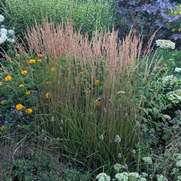 Calamagrostis x acutiflora 'Karl Foerster'