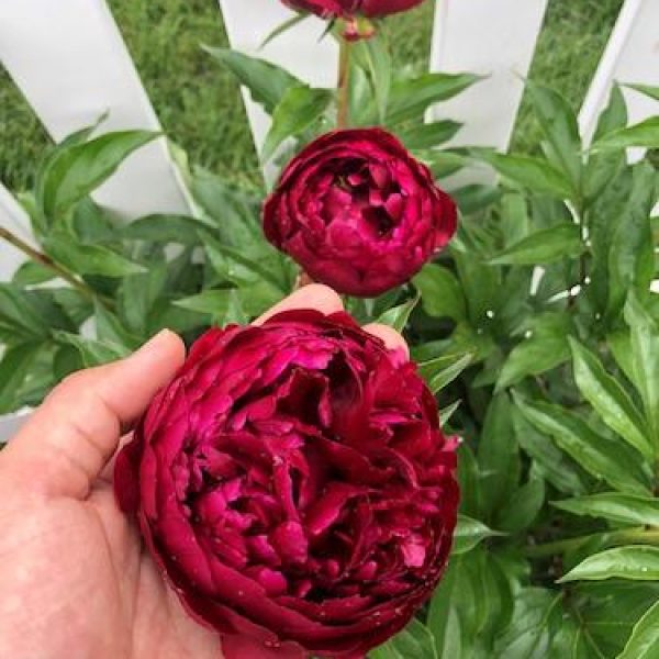 Paeonia lactiflora 'Lady in Red'