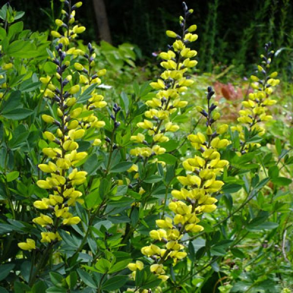 Baptisia x Decadence 'Lemon Meringue'