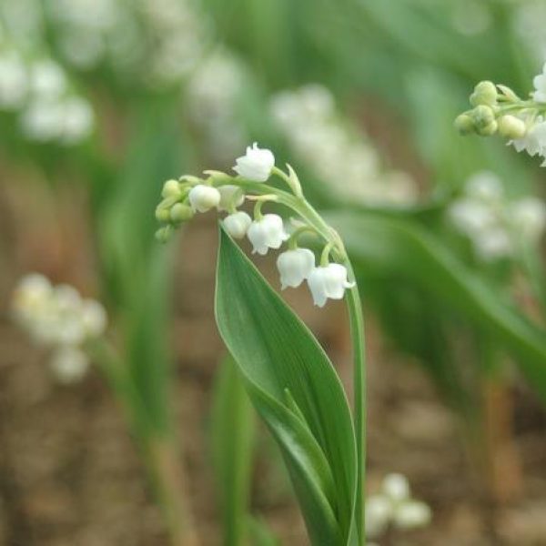 Convallaria majalis