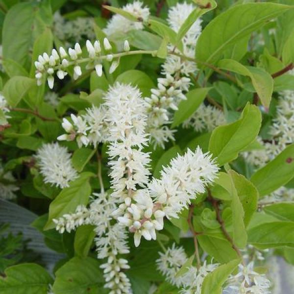 Itea virginica 'Little Henry'