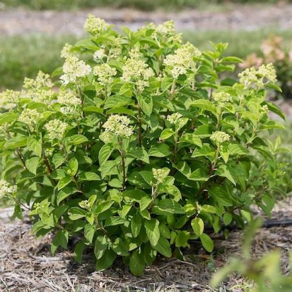 Hydrangea paniculata 'Little Hottie'