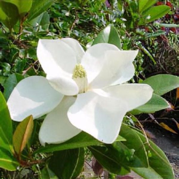 Magnolia grandiflora 'Bracken's Brown Beauty'