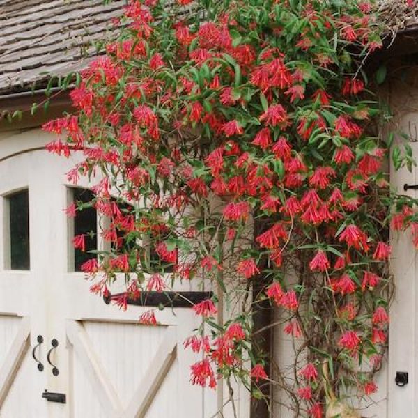 Lonicera sempervirens 'Major Wheeler'