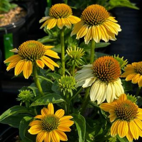 Echinacea purpurea 'Mellow Yellows'