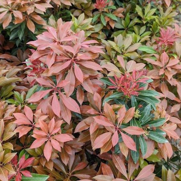 Pieris japonica 'Mountain Fire'