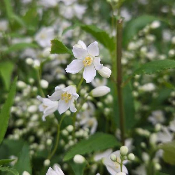 Deutzia gracilis 'Nikko'