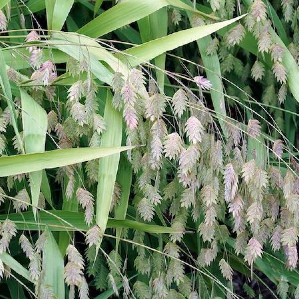 Chasmanthium latifolium