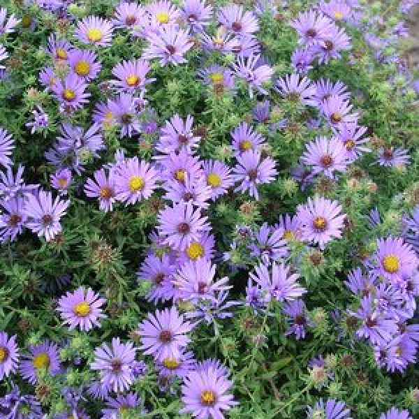 Aster oblongifolium 'October Skies'
