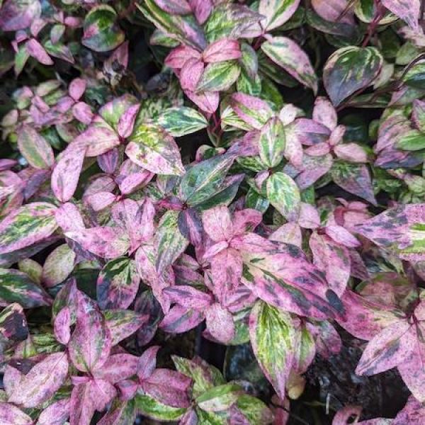 Leucothoe fontanesiana 'Paisley Pup'