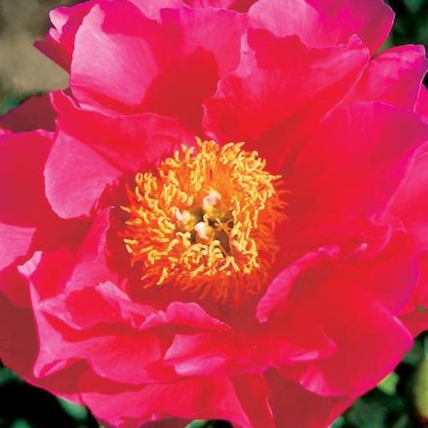 Paeonia lactiflora 'Paula Fay'