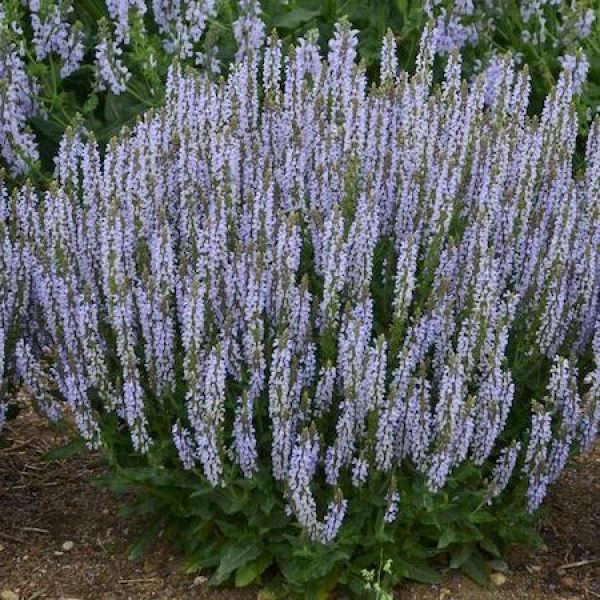 Salvia nemorosa 'Perfect Profusion'