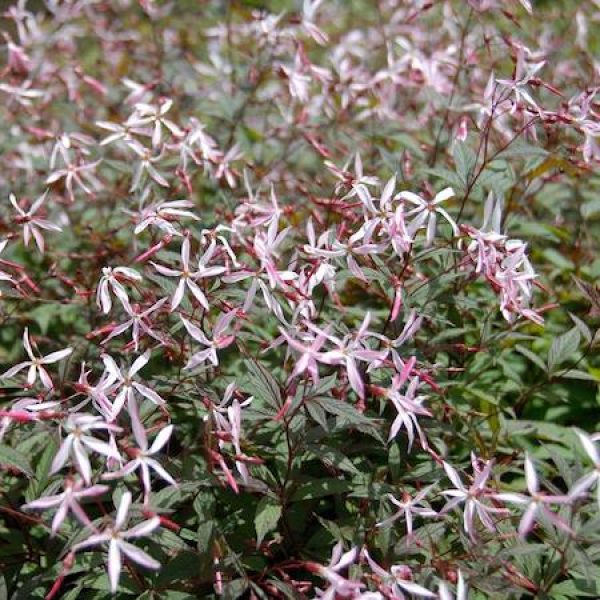 Porteranthus trifoliatus 'Pink Profusion'