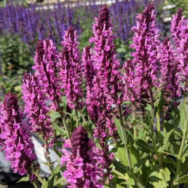 Salvia nemorosa 'Pink Profusion'