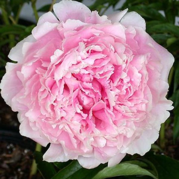 Paeonia lactiflora 'Sarah Bernhardt'