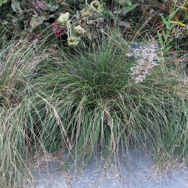 Sporobolus heterolepis