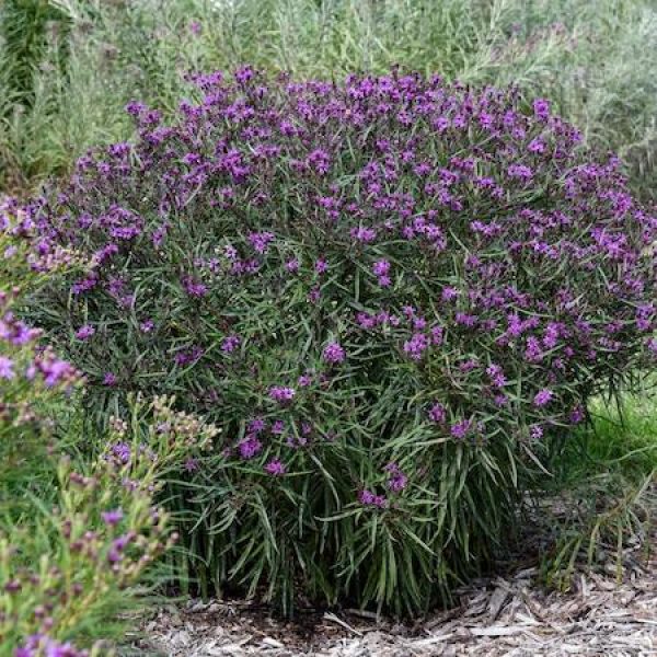 Vernonia x 'Prairie Princess'
