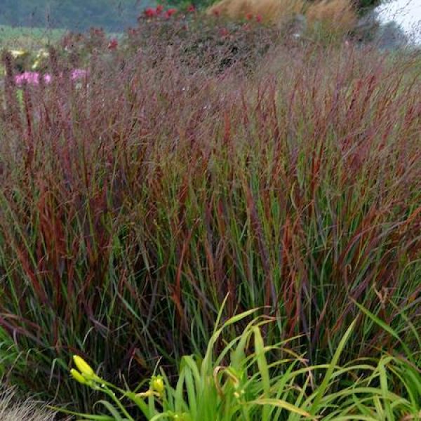Panicum virgatum 'Prairie Winds Cheyenne Sky'