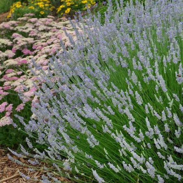 Lavandula x intermedia 'Provence'