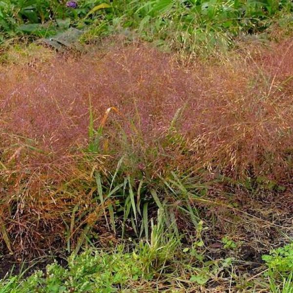 Eragrostis spectabilis