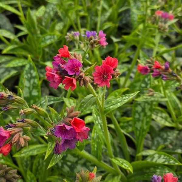 Pulmonaria 'Raspberry Splash'