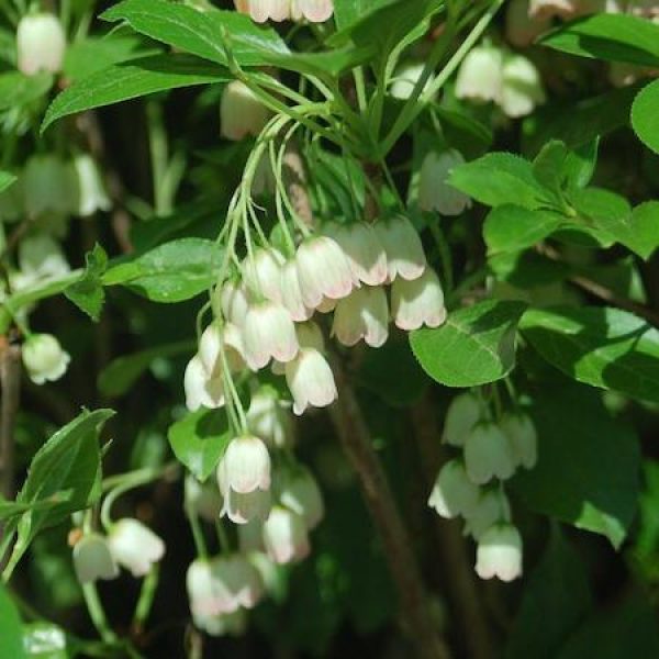 Enkianthus campanulatus