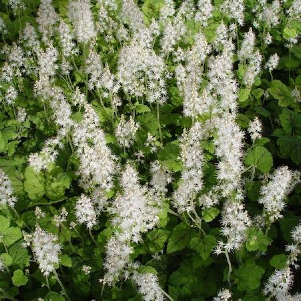 Tiarella cordifolia 'Running Tapestry'