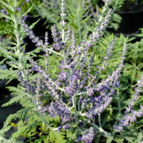 Perovskia atriplicifolia